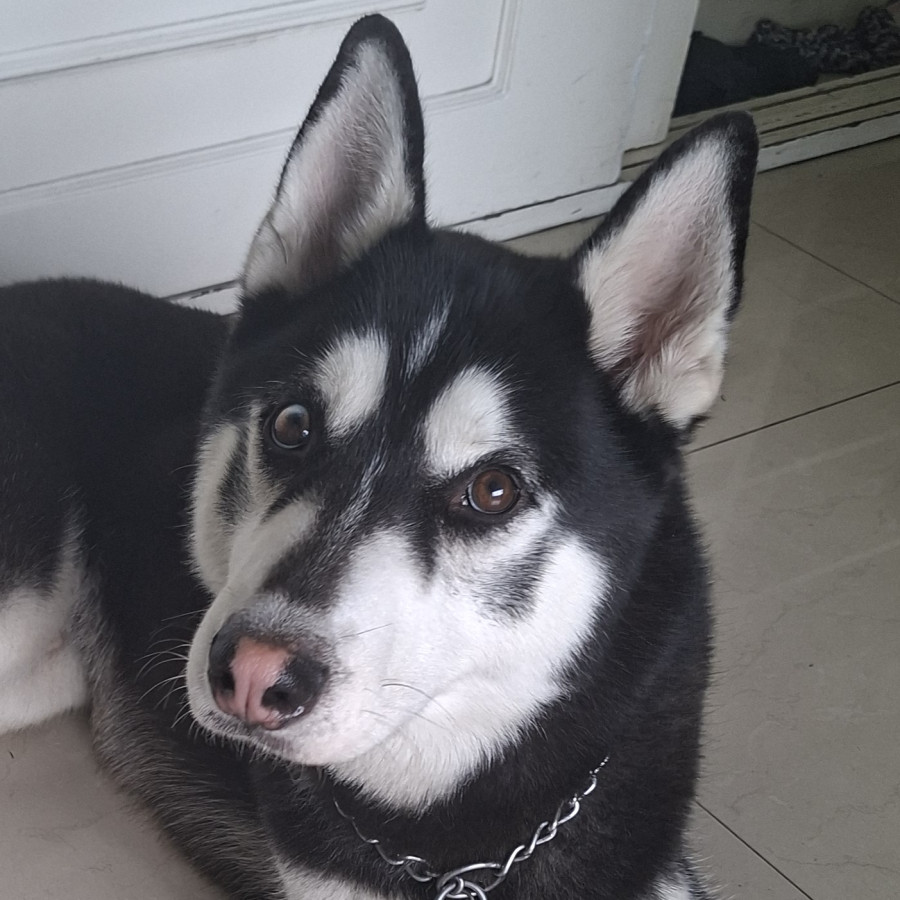  | Raza Husky Siberiano | Encontrado