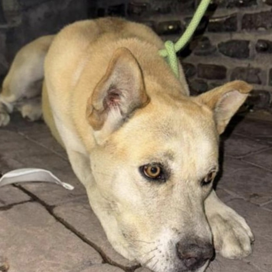  | Raza Mestizo, posible cruza de Shiba Inú | Encontrado