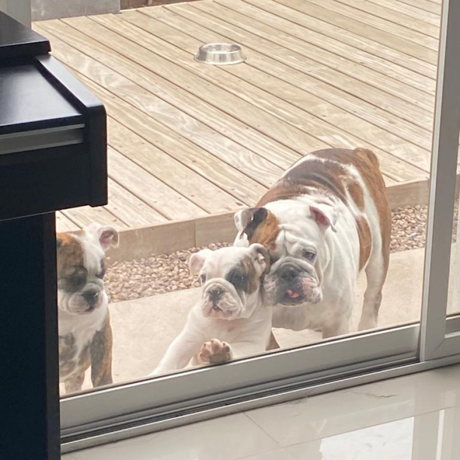 TACO | Raza Bulldog Inglés  | Perdido