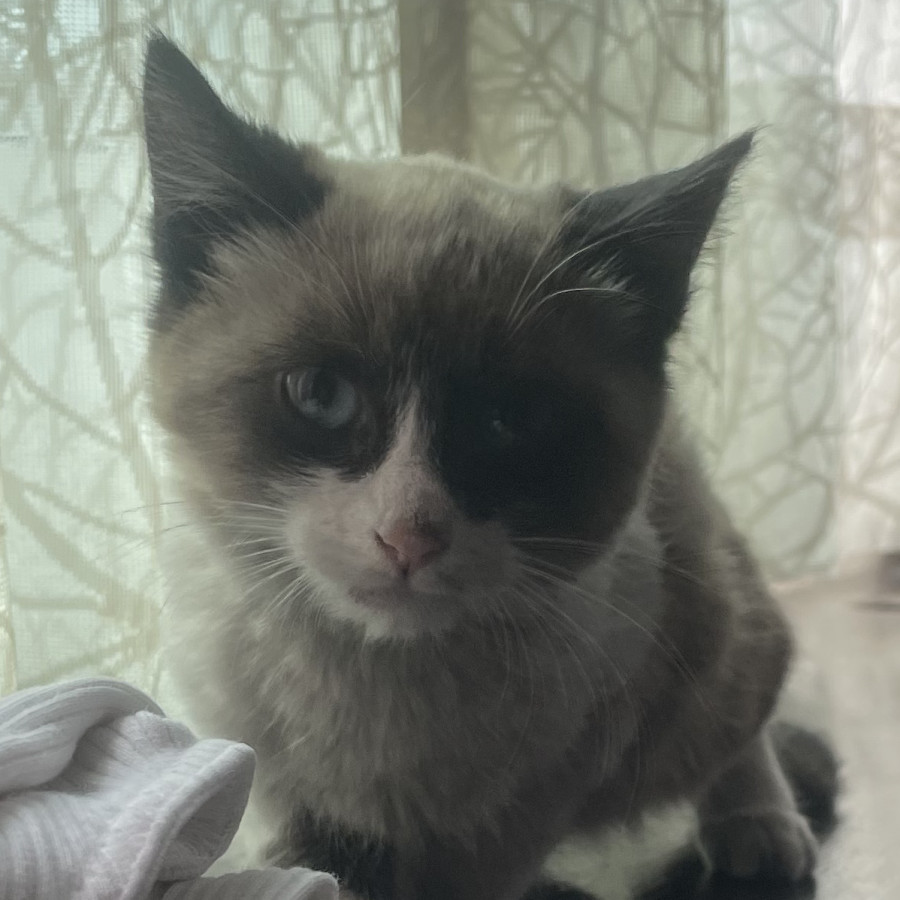 NIX | Raza Snowshoes | En Adopción