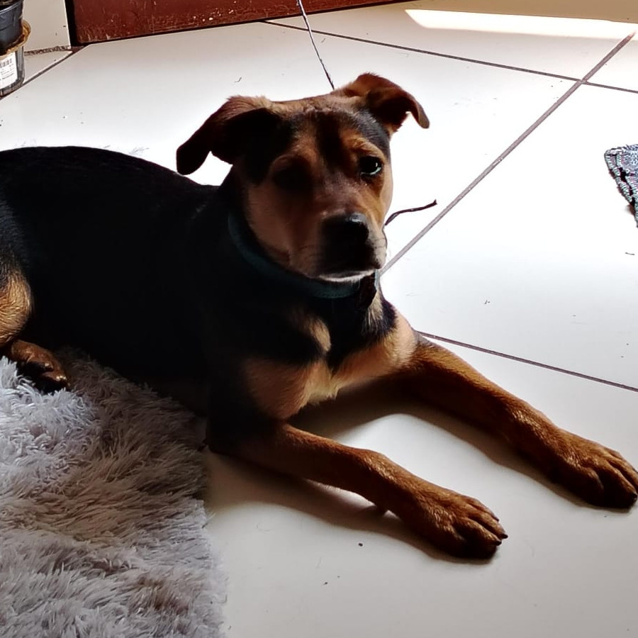  | Raza Mestizo,  cruza de American Pitbull Terrier | Final Feliz