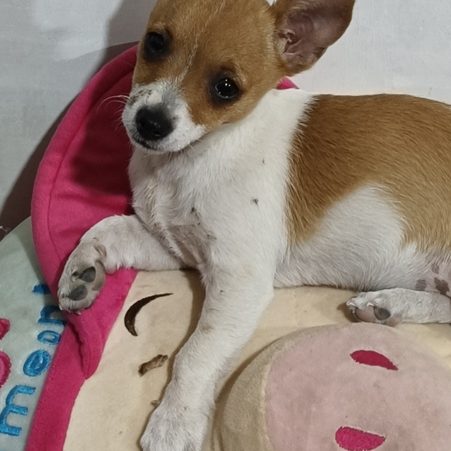 PAQUITA | Raza Chihuahua | Perdida
