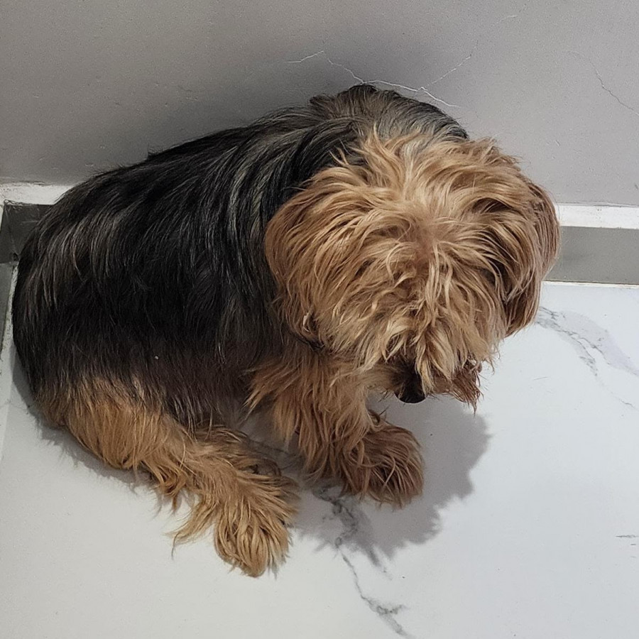 ROCO (PERRITO CIEGO) | Raza Yorkshire Terrier (Yorkie) | Perdido