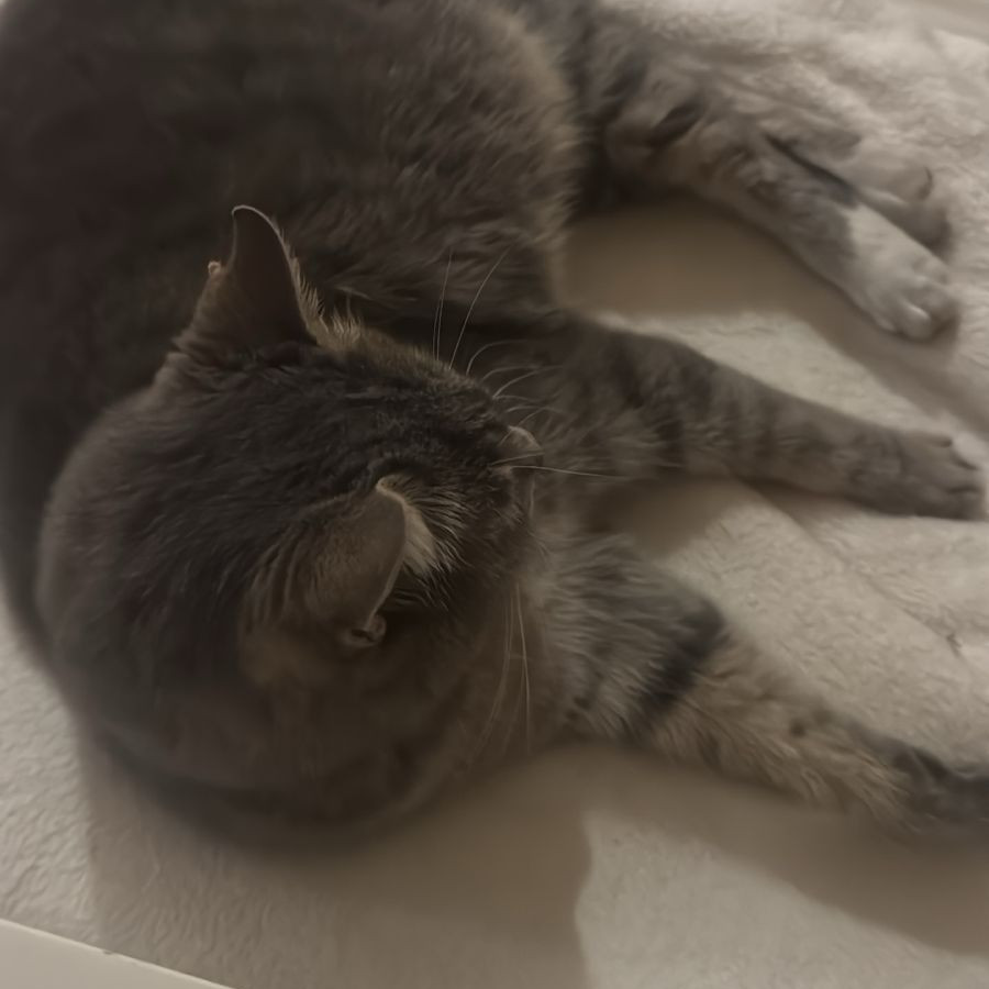 ADOLFA | Raza Doméstico Américano de Pelo Corto | Perdida