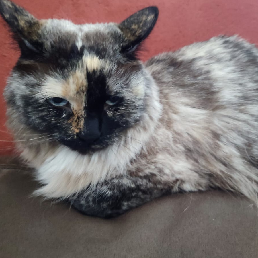 MILA | Raza Balinés Punto Calicó | Final Feliz