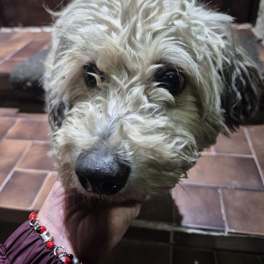  | Raza Mestizo, cruza de Schnauzer con French Poodle,  (Schnoodle). | Encontrado