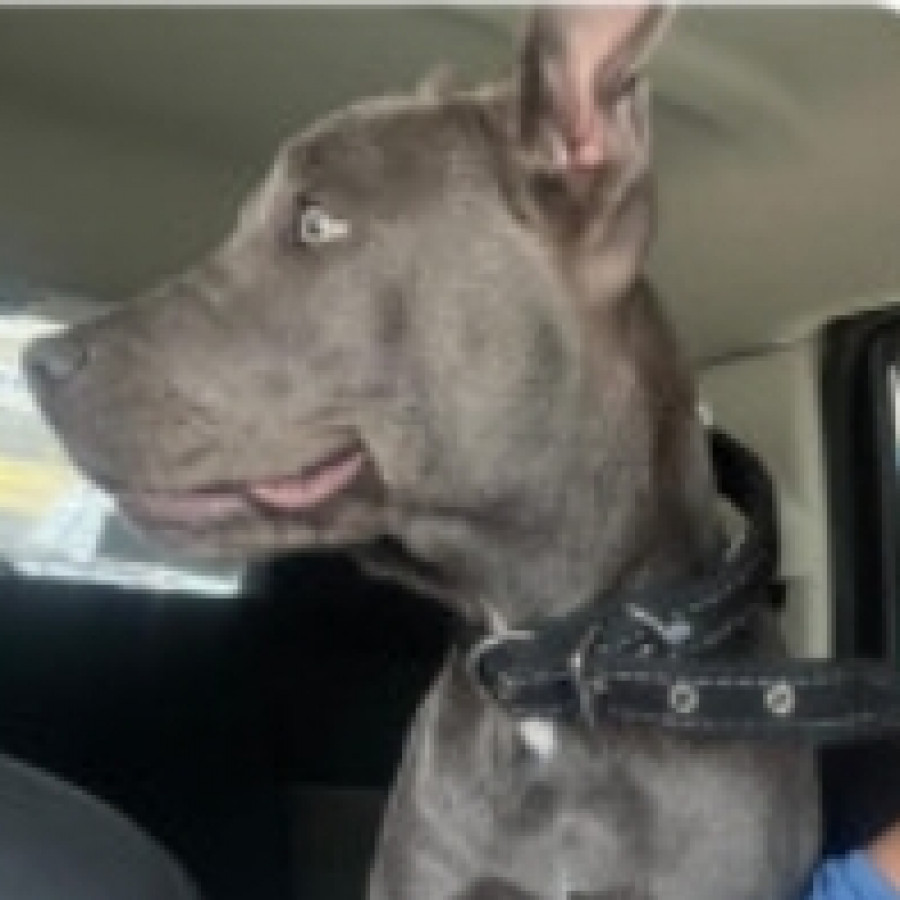 MAVIS | Raza American Pitbull Terrier | Perdida