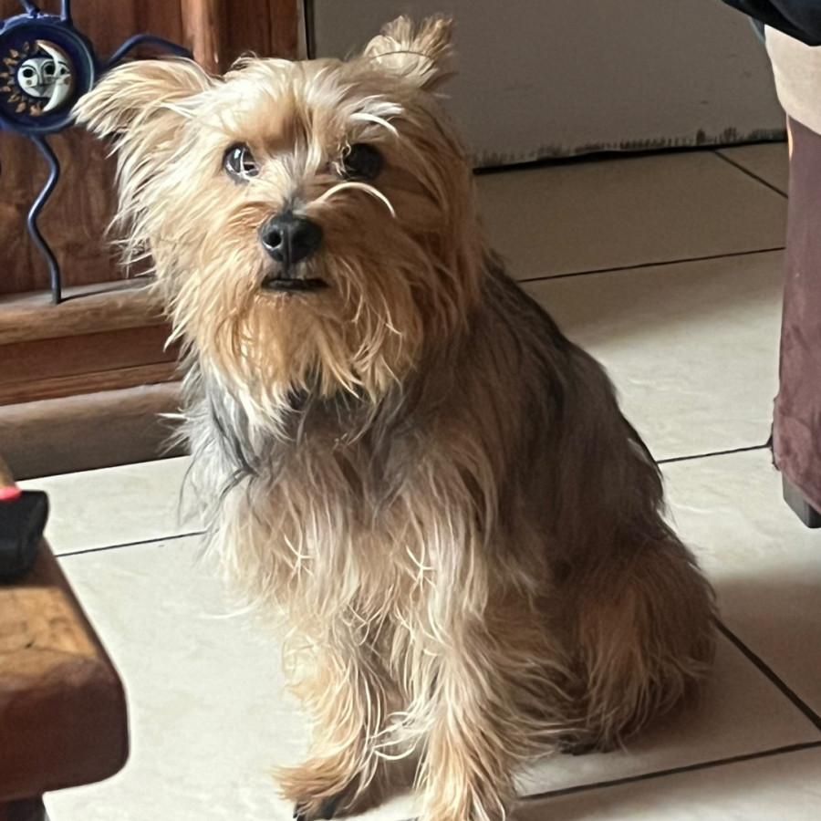 NICK | Raza Silky Terrier Australiano | Final Feliz