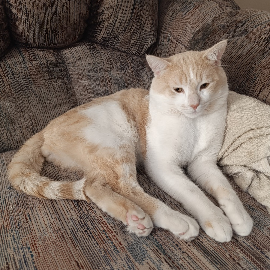 SAM | Raza Doméstico Américano de Pelo Corto | Perdido