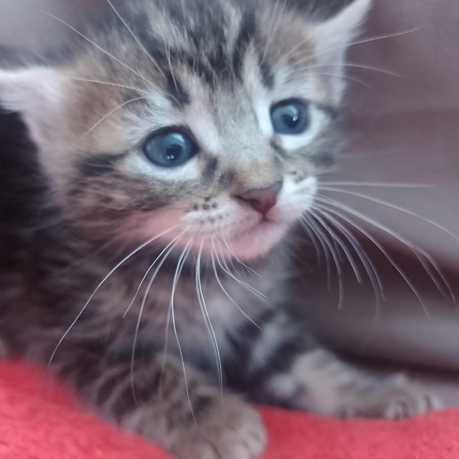 TIGER | Raza Doméstico Américano de Pelo Corto | En Adopción