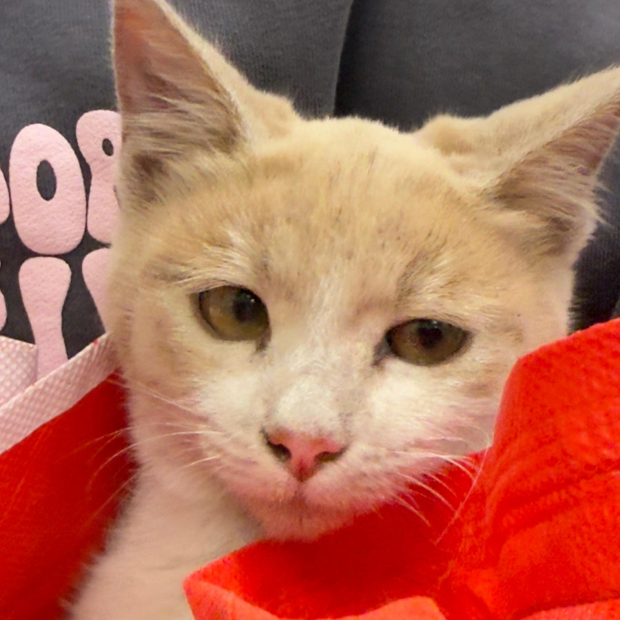 HERMOSA GATITA | Raza Doméstico Américano de Pelo Corto | Final Feliz