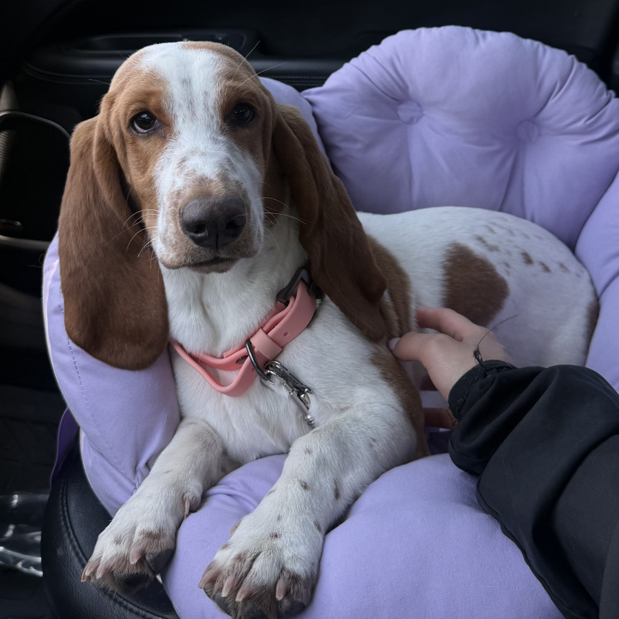 PETUNIA | Raza Basset Hound | Perdida