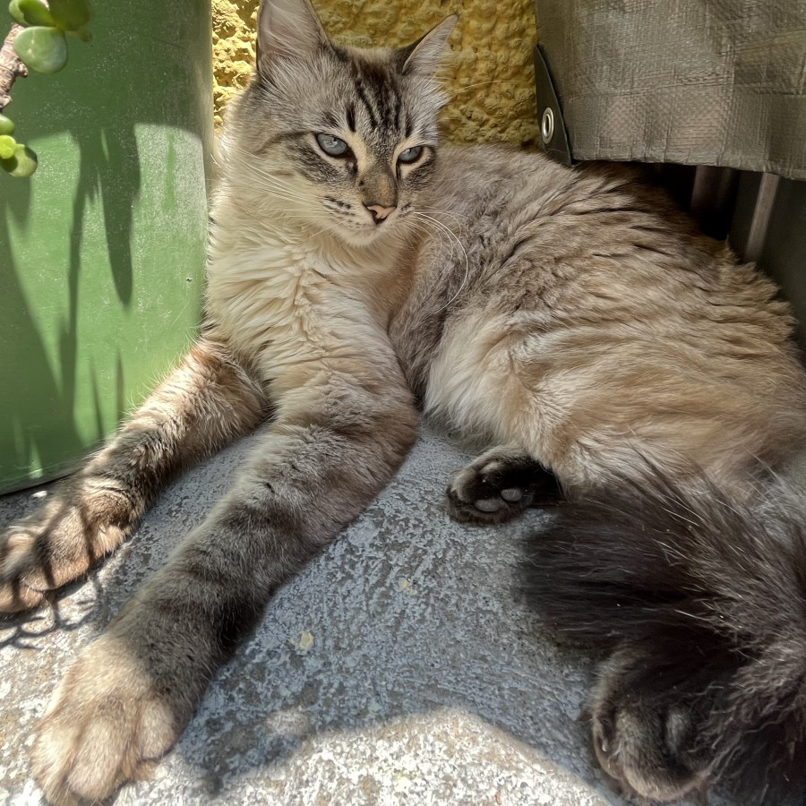 POCH | Raza Balinés punto tabby | Perdido