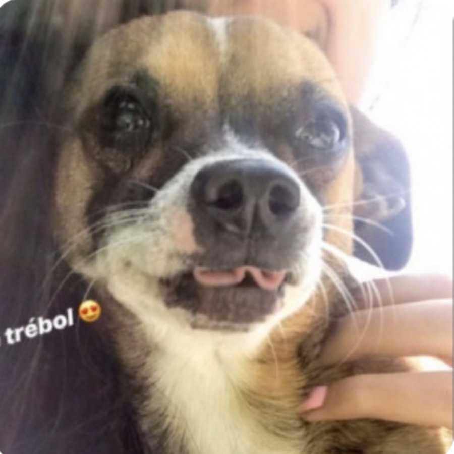 JUNIOR | Raza Chihuahua | Perdido