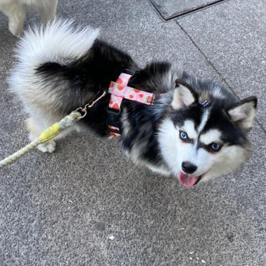 LULÚ | Raza Pomsky | Perdida