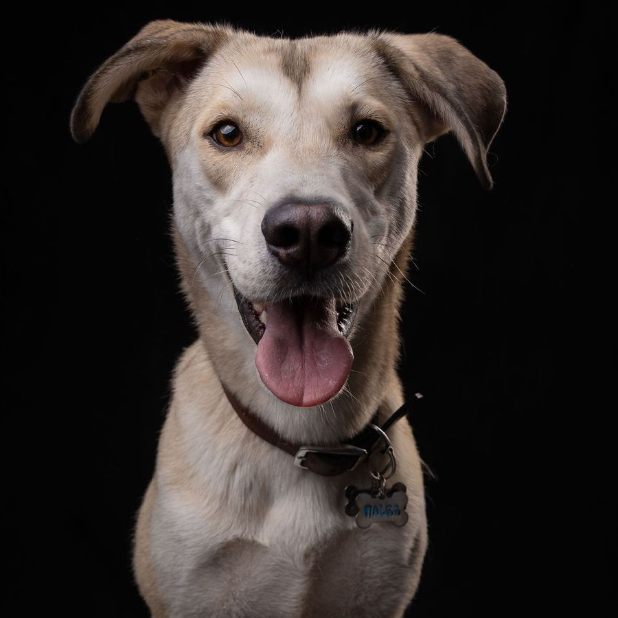 LUCKY | Raza Mestizo | Final Feliz