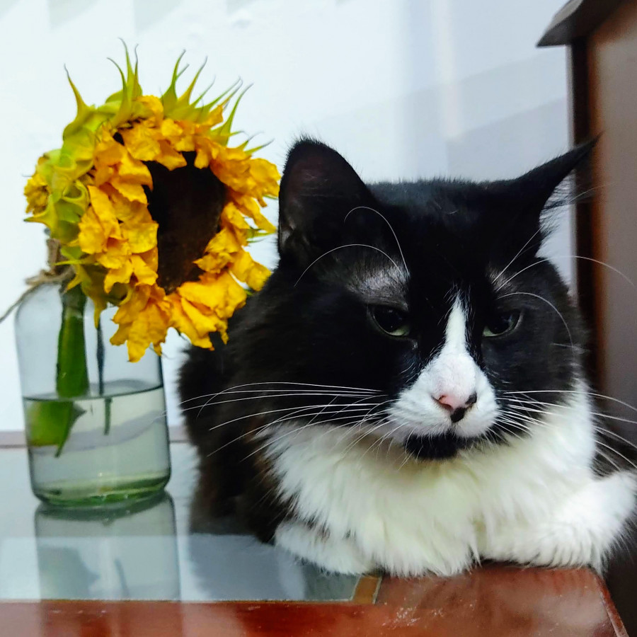 FLOR O FLOWERS | Raza Doméstico Americano de Pelo Semilargo | Final Feliz