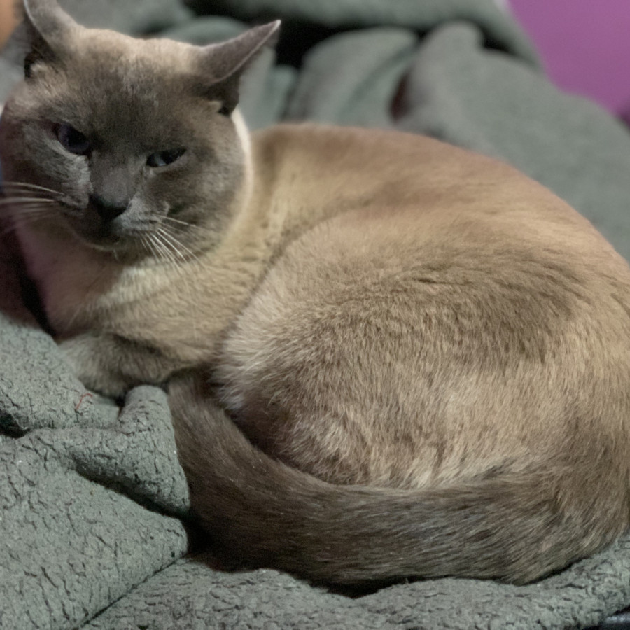 MICHI | Raza Siamés Punto Azul | Perdido