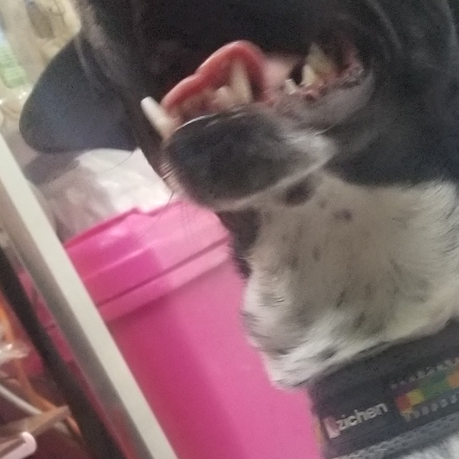  | Raza Mestizo | Encontrado