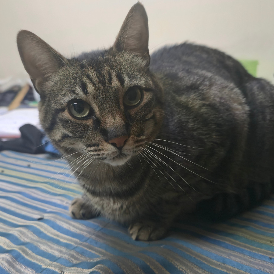 OREO | Raza Doméstico Américano de Pelo Corto | Perdido