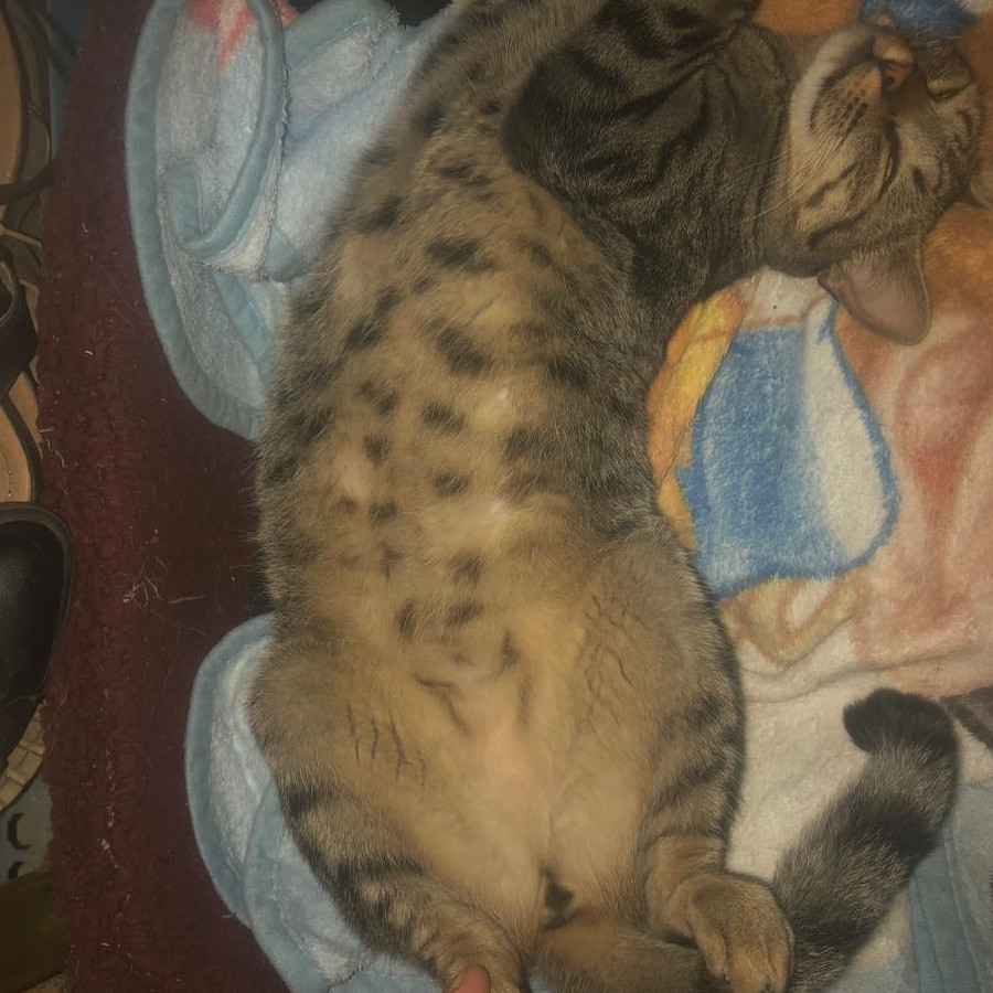 GRIS | Raza Doméstico Américano de Pelo Corto | Perdida