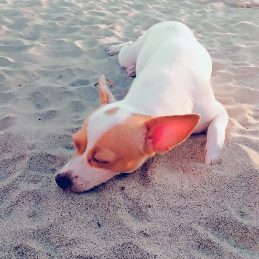 MAYA | Raza Chihuahua | Perdida