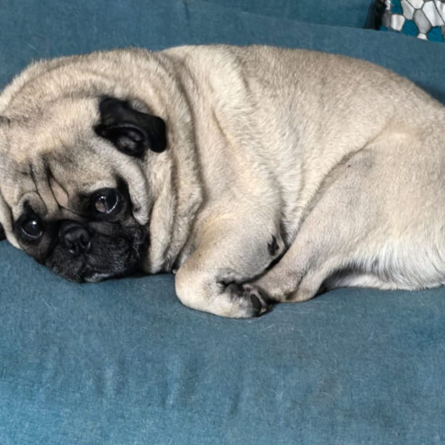 BRUNO | Raza Pug o Carlin | Final Feliz