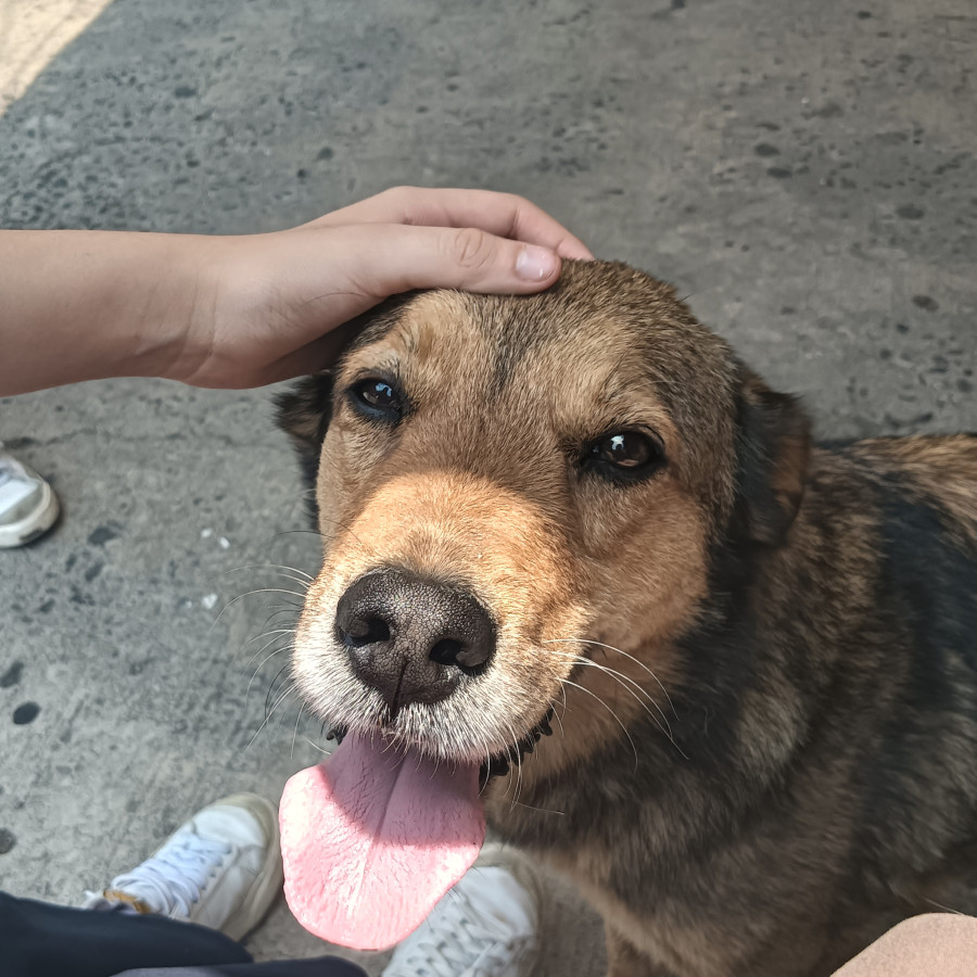  | Raza Mestizo | Encontrado