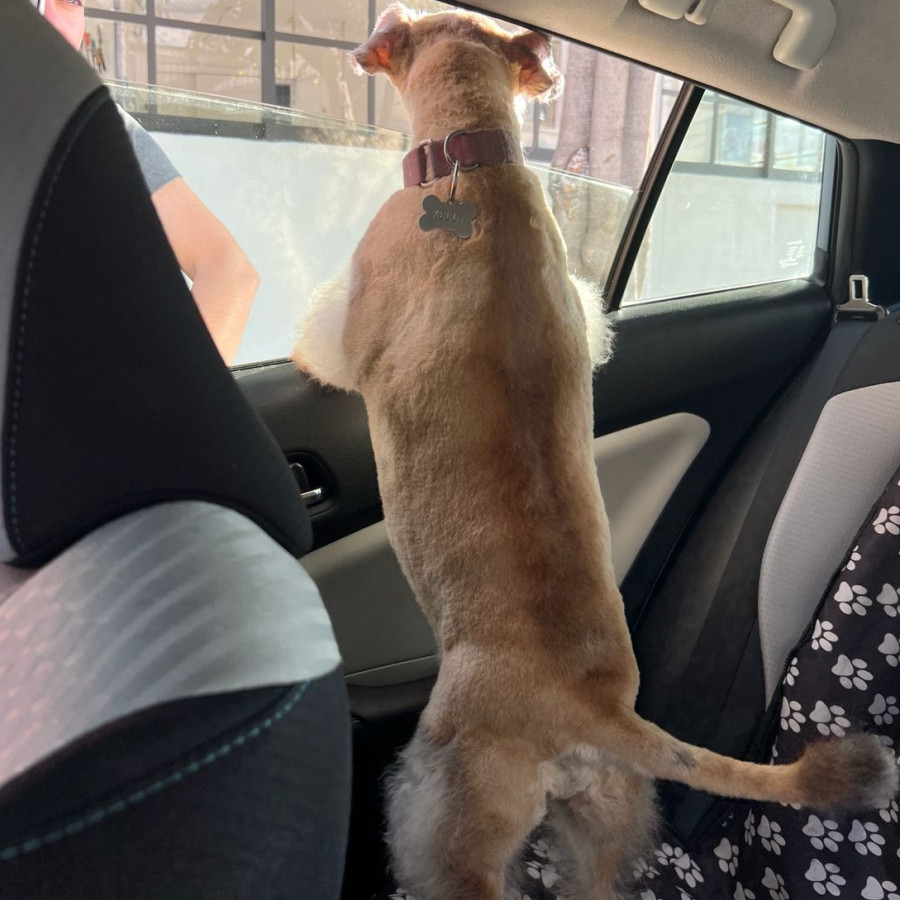 KELLY | Raza Mestiza, cruza de Schnauzer | Perdida