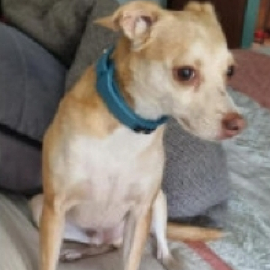 JACINTO | Raza Mestizo,  cruza de Chihuahua | Final Feliz