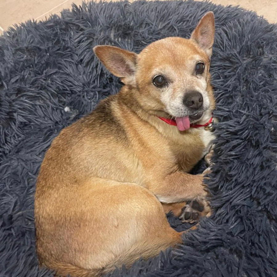 PULGA | Raza Chihuahua | Perdido