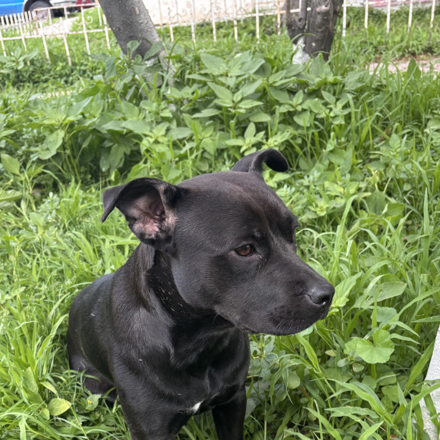 NEGRA | Raza American Staffordshire Terrier | Perdida