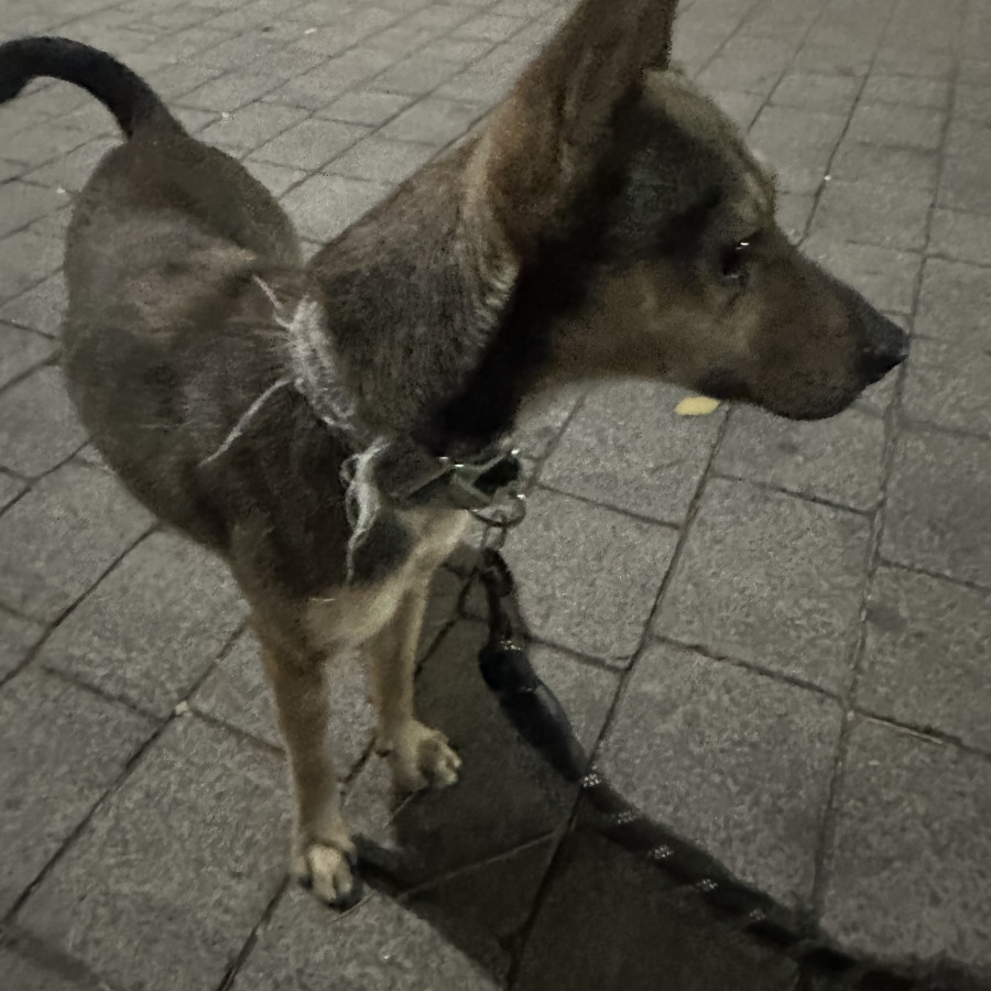  | Raza Mestizo, cruza de Chihuahua | Encontrado