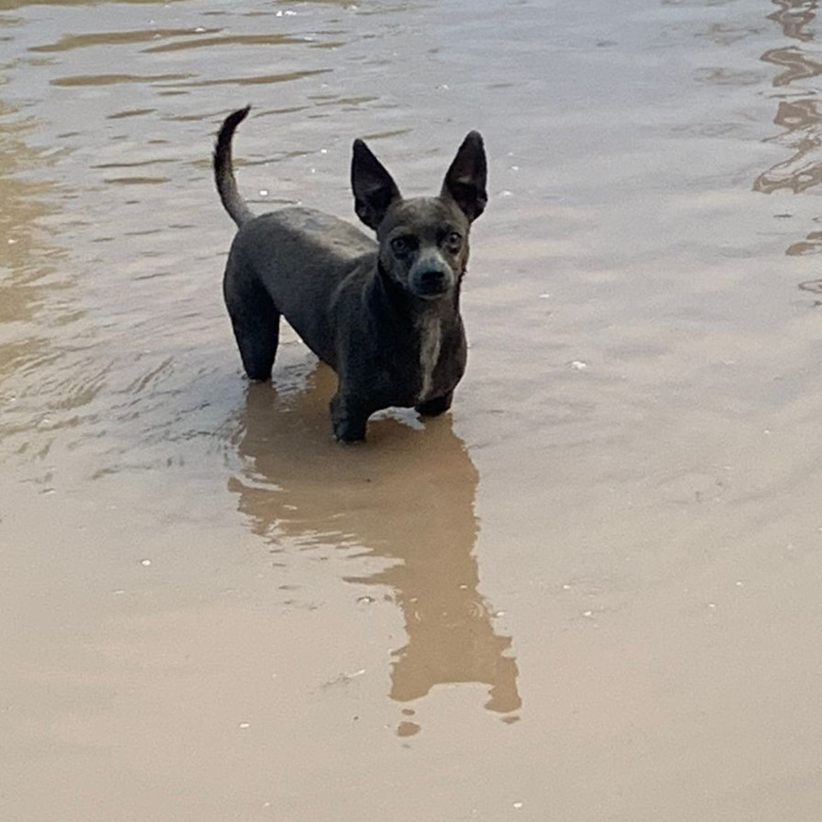 COCO | Raza Chihuahua | Perdida