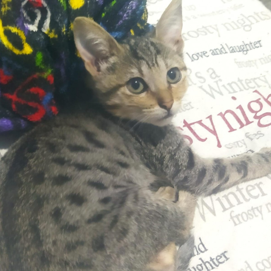 HERMOSO GATITO | Raza Doméstico Américano de Pelo Corto | En Adopción