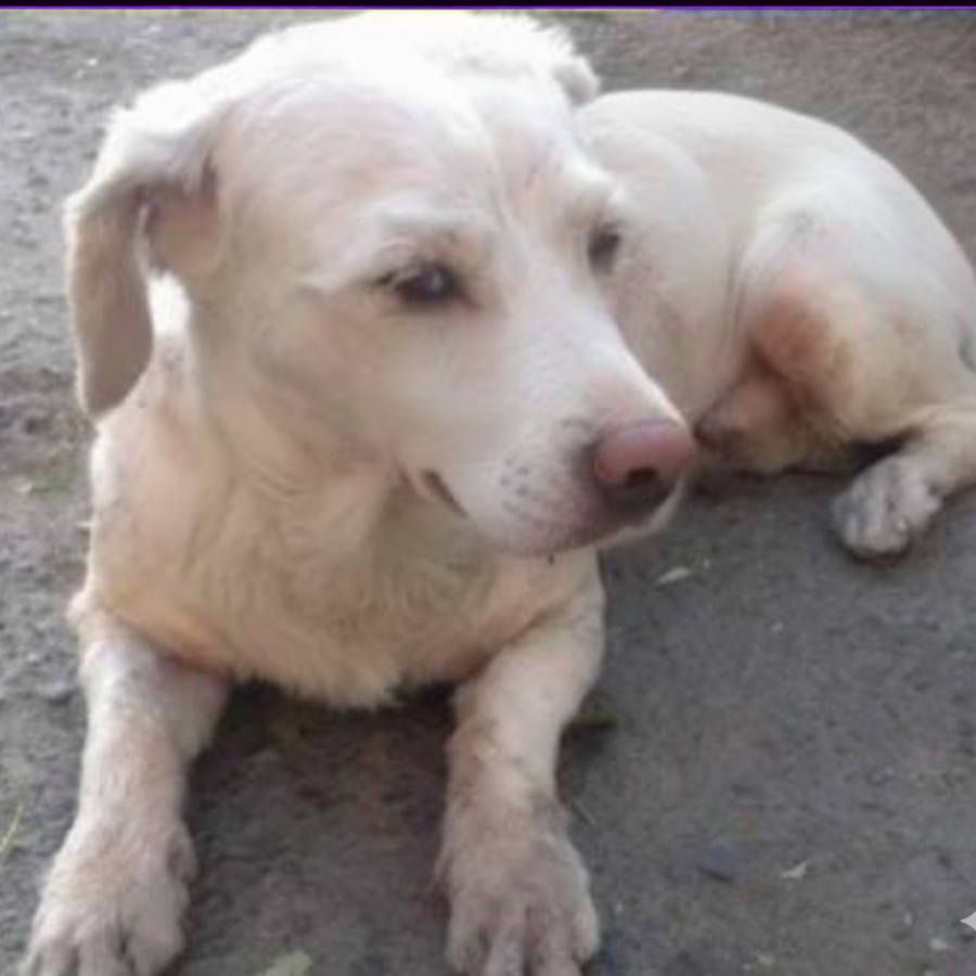 JUNIOR | Raza Mestizo, cruza de French Poodle | Perdido