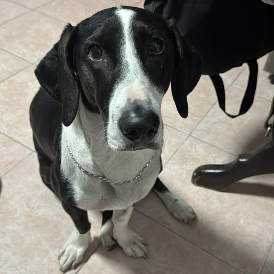 DOMINÓ | Raza Mestiza,  cruza de Basset Hound | Perdida