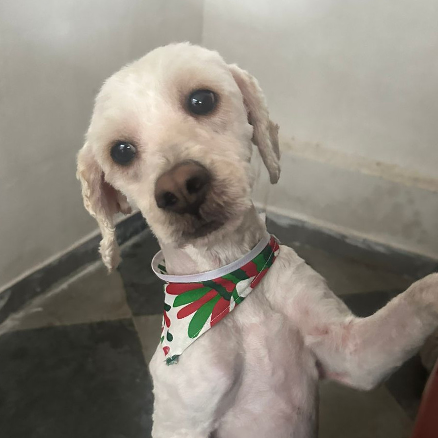  | Raza French Poodle o Caniche | Encontrado