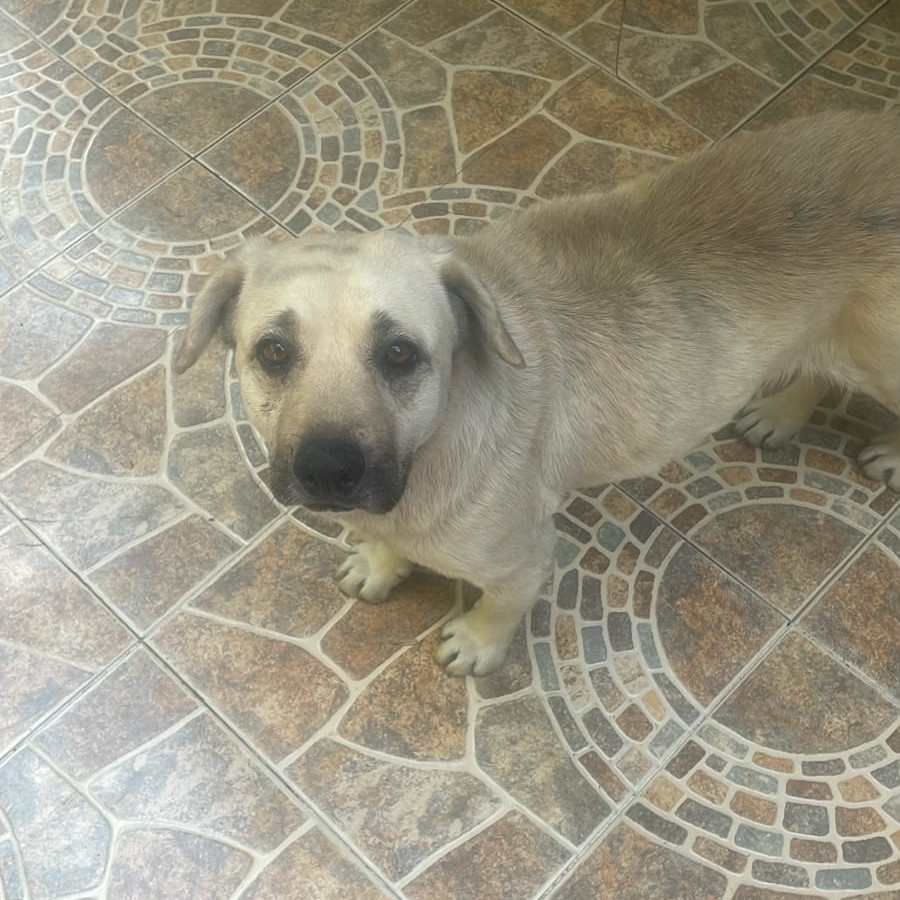  | Raza Mestiza, cruza de Labrador | Encontrada