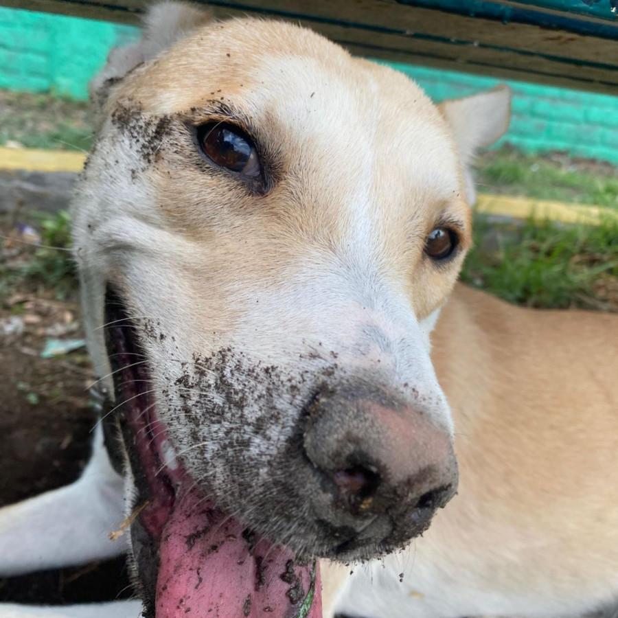 CANELO | Raza Mestizo, cruza de Husky | En Adopción