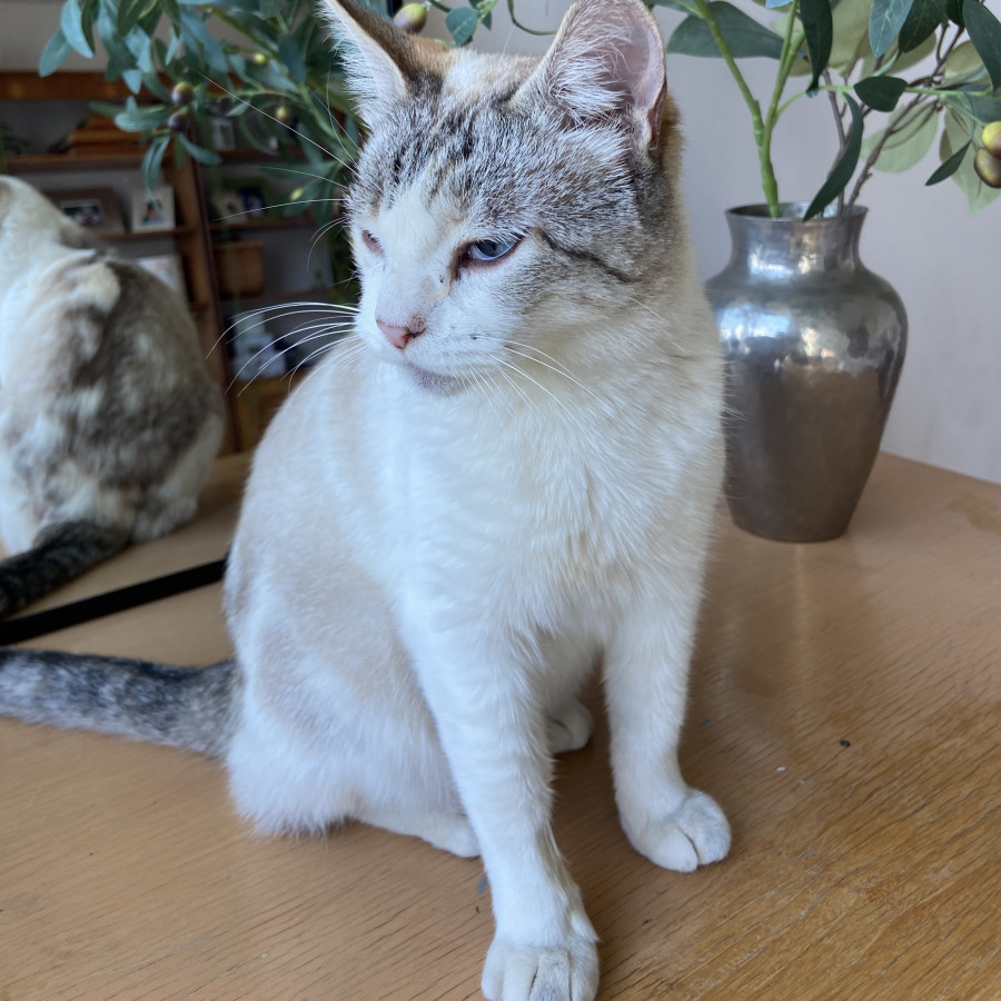  | Raza Aslan o Siamés moderno, punto tabby | Encontrada