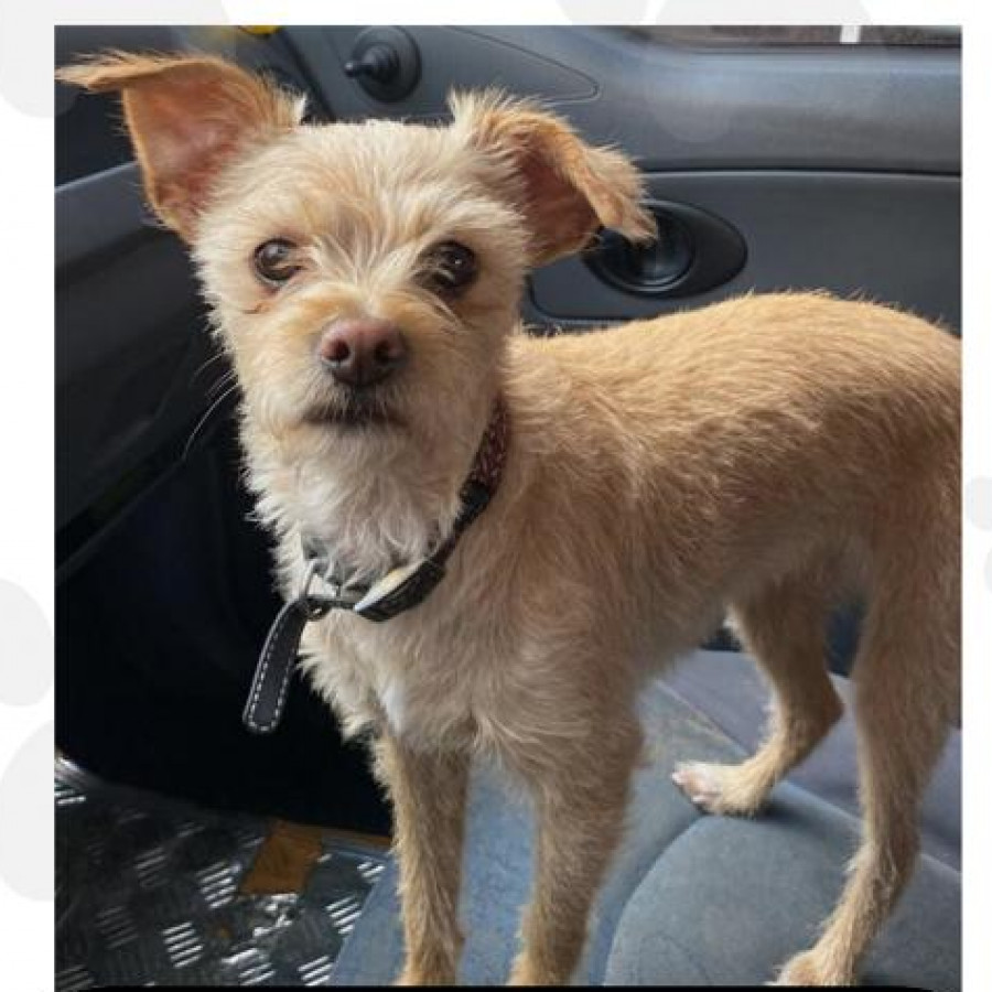 MAGGIE | Raza Mestiza, cruza de Chihuahua con Maltés | Perdida