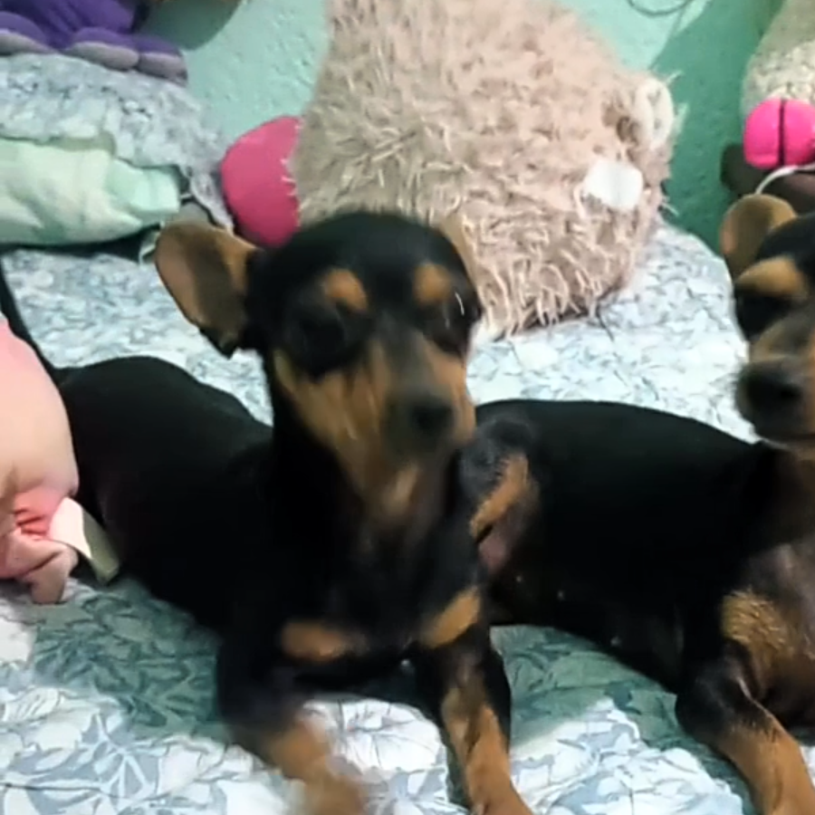 COSI | Raza Mestizo, cruza de Chihuahua con Dachshund o Salchicha | Perdido