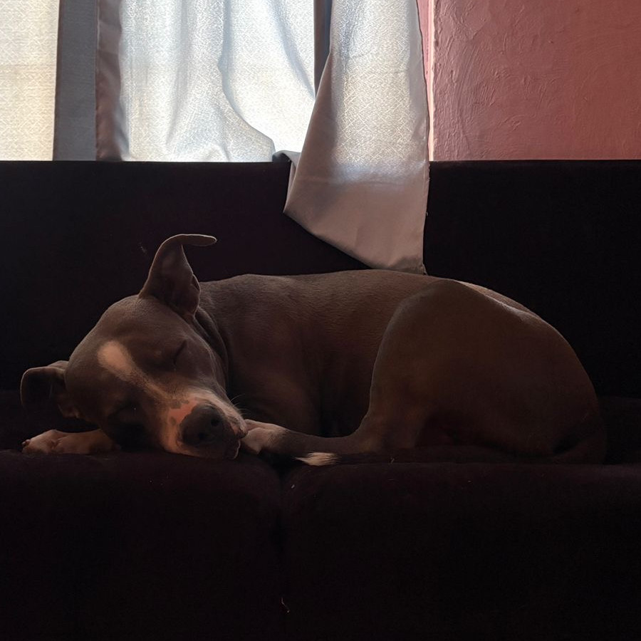 DOBY | Raza American Pitbull Terrier | Perdido