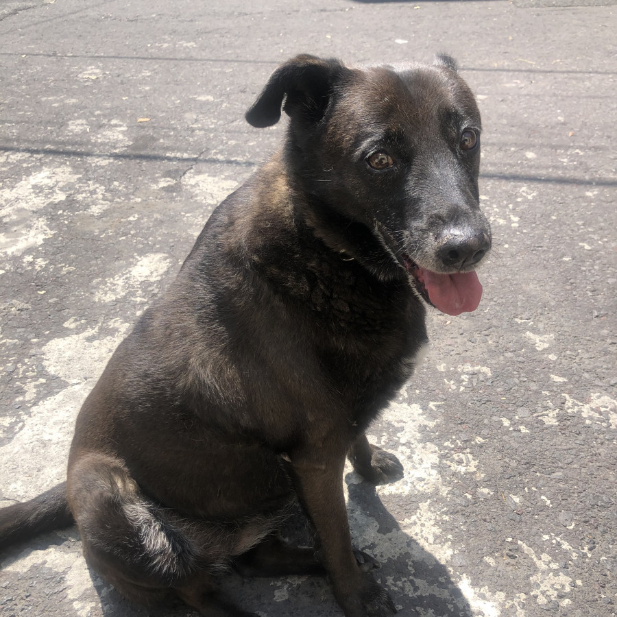 NEGRA | Raza Mestiza, cruza de Labrador | Perdida