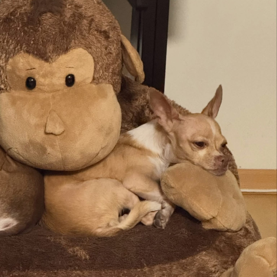 COCO | Raza Chihuahua | Perdida