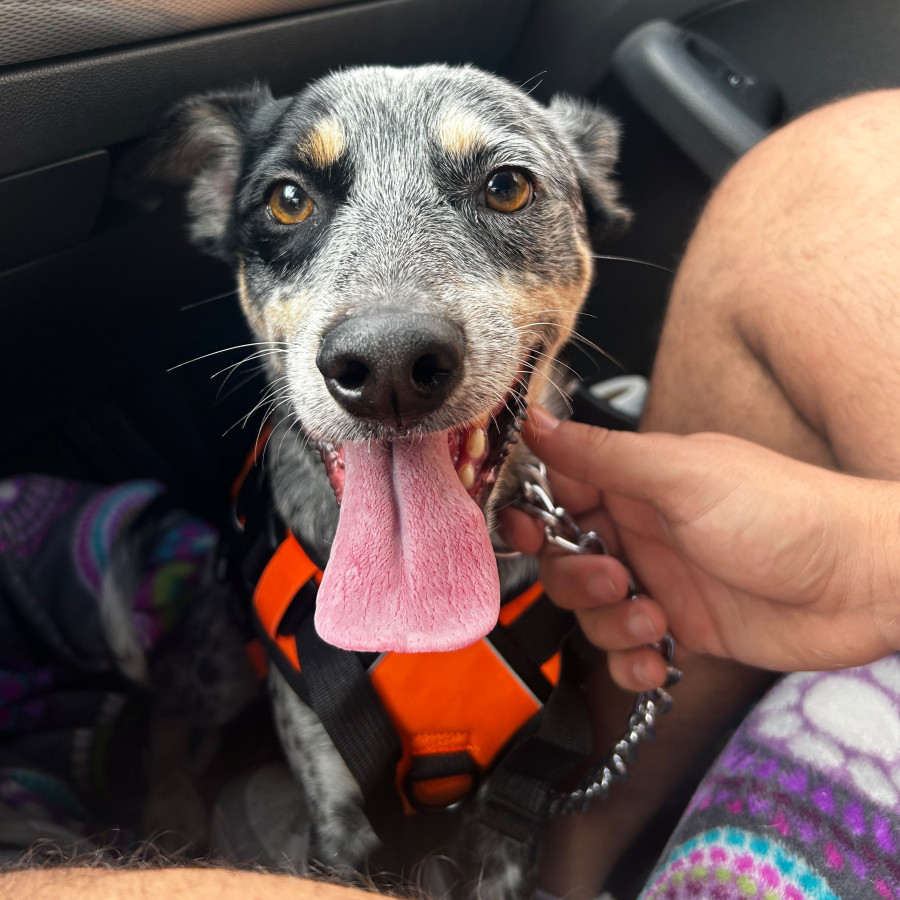 JACK | Raza Ganadero Australiano Blue Heeler  | Perdido