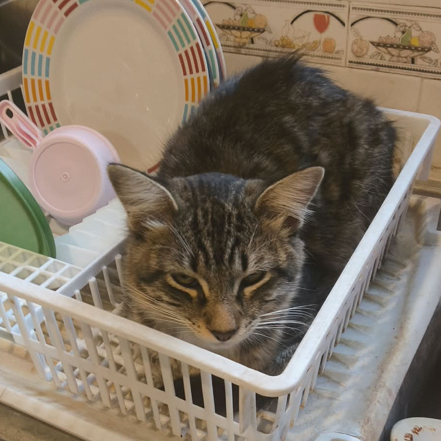 MAXIMUS | Raza Doméstico Americano de pelo semilargo | Perdido