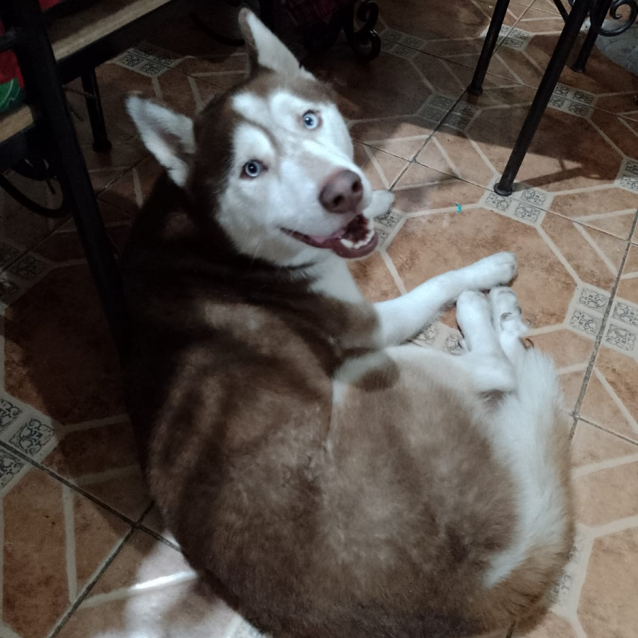 KENAI | Raza Husky Siberiano | Perdido