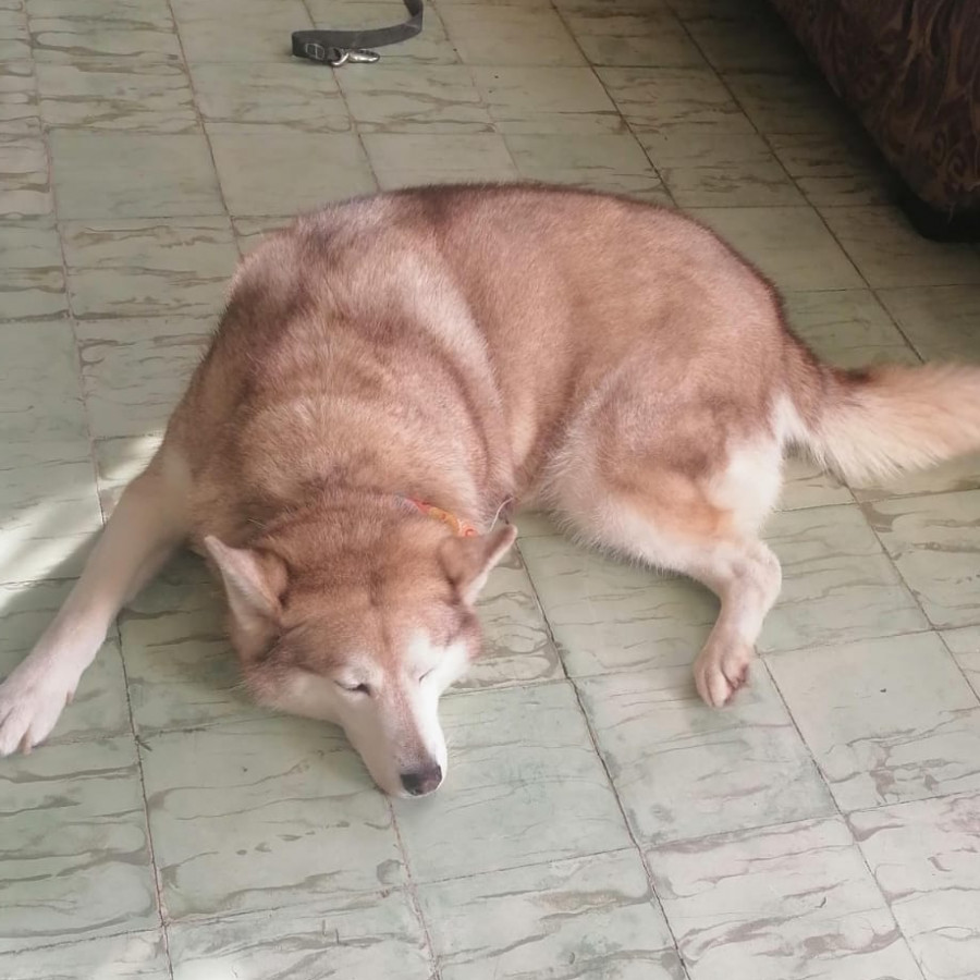 KEIL | Raza Husky Siberiano | Final Feliz